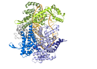 Lbu-Cas13a-precrRNA-AF3.png