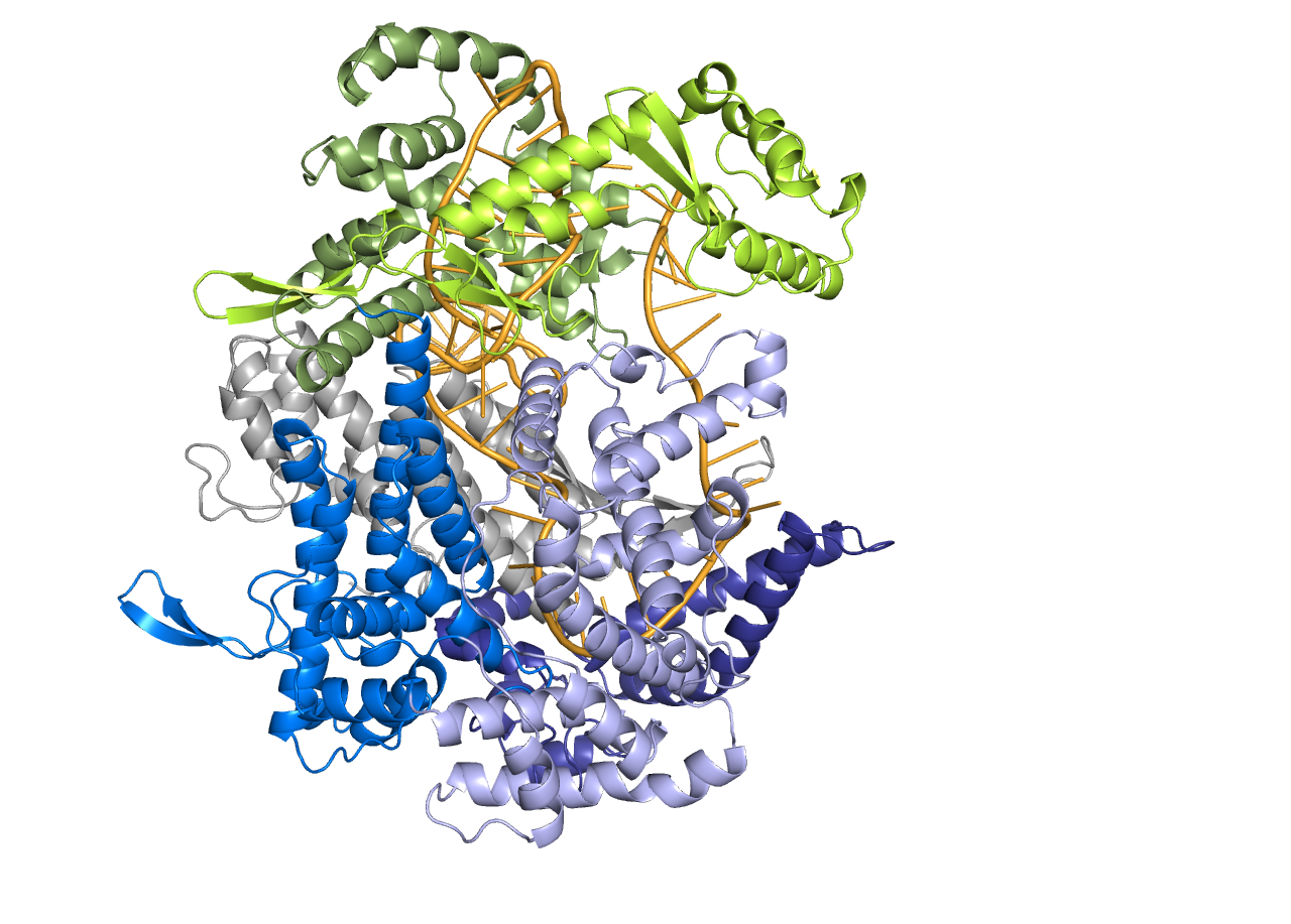 Lbu-Cas13a-precrRNA-AF3.png